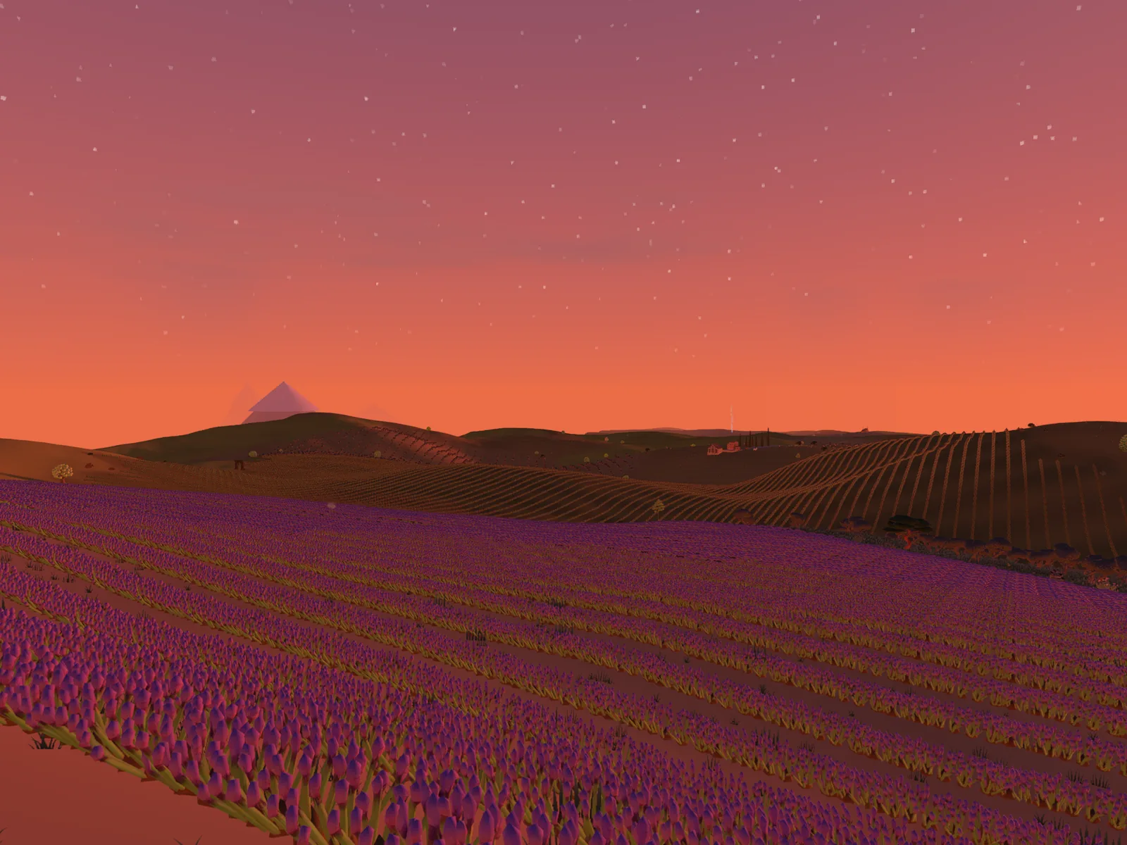 Des rangs de lavande sous un ciel rouge du soir
